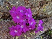 19 Primula irsuta (Primula hirsuta) nella roccia